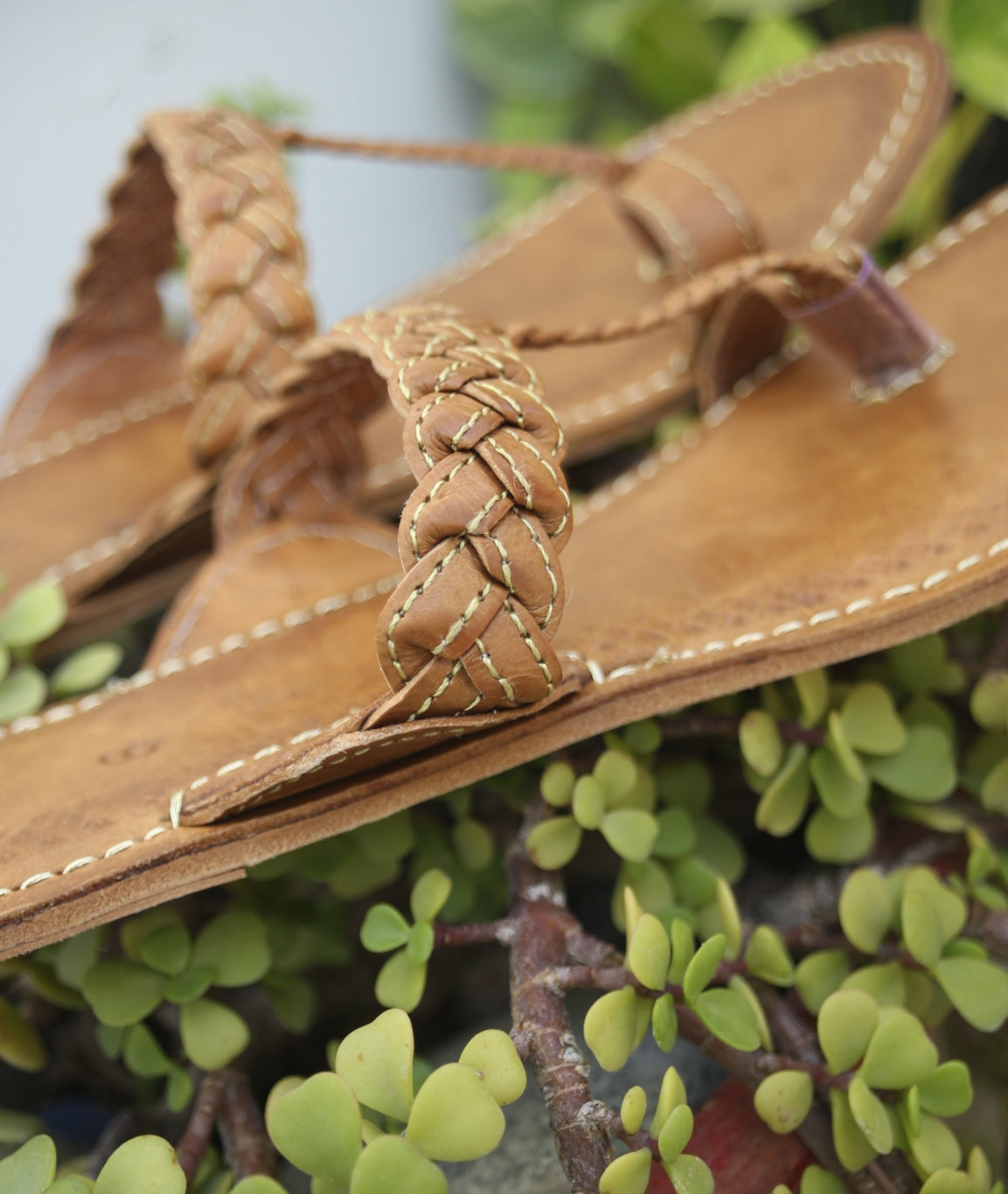 Brown Lotus kolapuri